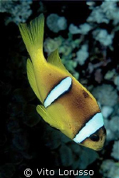 Fishs - Amphiprion bicinctus by Vito Lorusso 